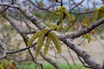 Walnut Spring Blossom Close Up
