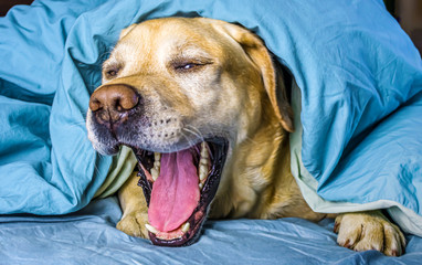 joyful white labrador lies on the bed under a blanket