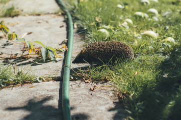 a series of photos with a hedgehog in the grass. Apples, leaves, hedgehog, summer