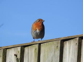 robin in the garden