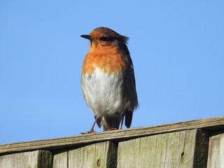 robin in the garden