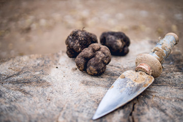 Black truffles with their pickup tool.