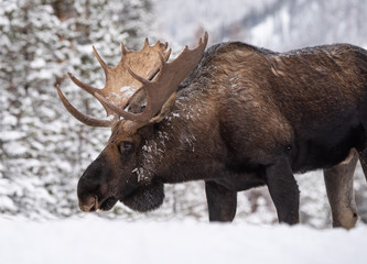 Moose in Snow in Jasper, Canada 