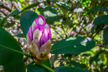 Opening large bud of Rhododendron