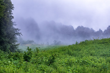 Green alpine meadow and edge of the forest in dense fog.