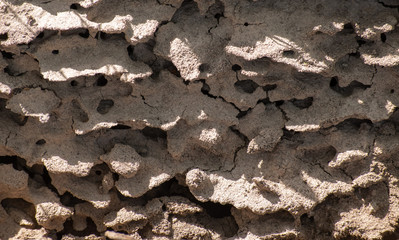 AntHill in the ground. Internal structure of the anthill. Texture.