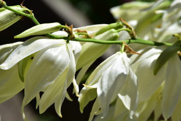 Obraz premium White petals of tiny hyacinth flowers. Blurred background