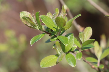 green leaves in spring