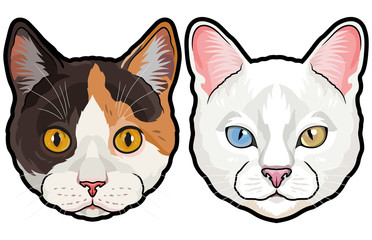 Set of two colored house cat heads vector illustration isolated