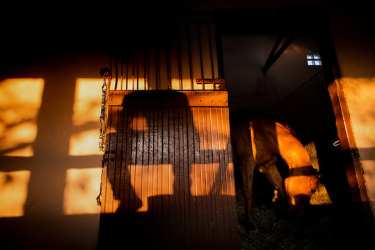 Cavalo Tratador Cavaleiro