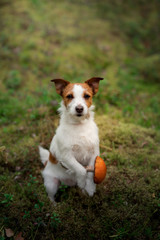 Cute dog top view. Funny jack russell terrier in the forest