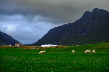sheep pasture on the Lofoten Islands, among the mountains of Norway