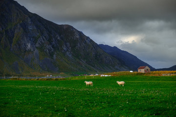 sheep pasture on the Lofoten Islands, among the mountains of Norway