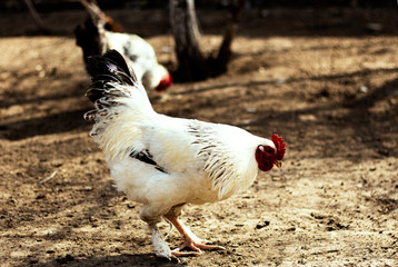 life in village: white cock with red head eating grains