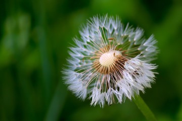 Pusteblume vom verblühten Löwenzahn