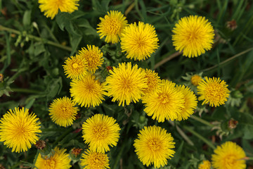 Bright flowers dandelions on background of green spring meadows