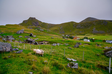 Fototapeta na wymiar sheep pasture on the Lofoten Islands, among the mountains of Norway