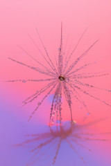 Obraz premium Particolare di fiore dente di leone astratto