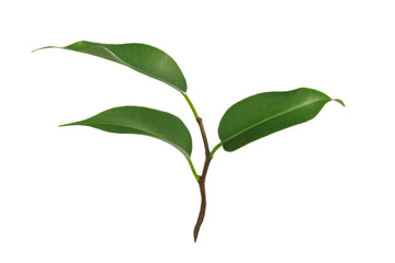 Young green plant of Ficus Benjamina isolated on a white background in close-up