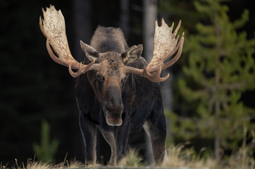 Fototapeta premium Moose in Snow in Jasper, Canada 