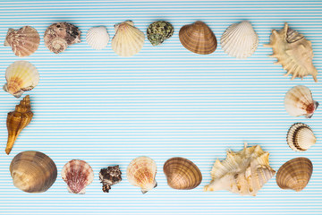 Different kind of seashells on blue background with empty space for text. Summer vacation concept