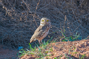 Burrowing Owl  Guarding its Nest