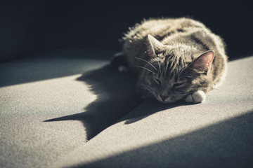 Grey tabby cat laing on sofa