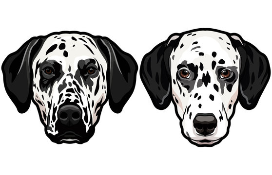 Set of two dalmatian spotted dog heads isolated