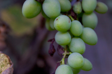 Weinstock mit weißen Weintrauben in einem Garten