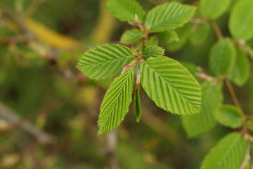 Young green leaves in the forest in spring