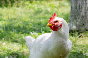White hen chicken walking outdoors on the countryyard in farm village