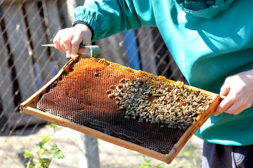 Wax frame with bees , beekeeping photo