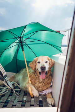 Golden Retriever lying with umbrella on a boat