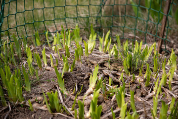 green young shoots of flowers and grass in a spring garden. green garden net in the background.
