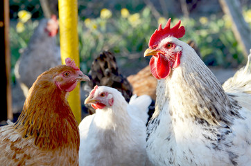 Rooster and hens, farm in the village,photo