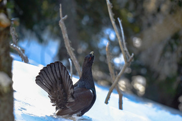 The Western Capercaillie Tetrao urogallus also known as the Wood Grouse Heather Cock or just Capercaillie in the forest
