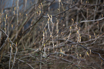 Fototapeta premium young drop buds on the branches of a spring bush