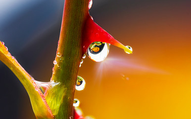 gotas de agua y espinas