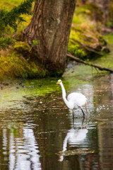 heron on pond reflection