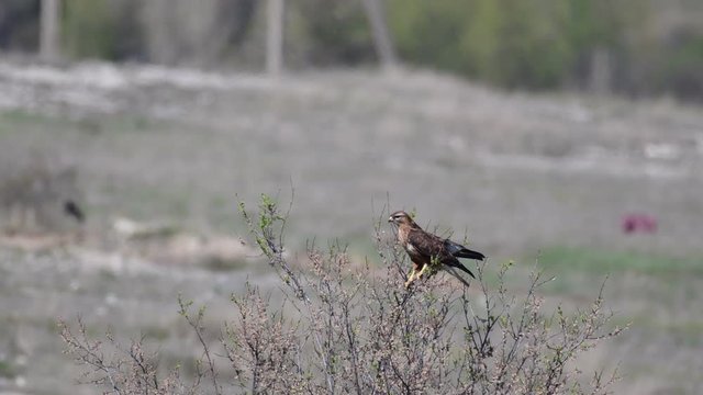 Common buzzard, Buteo buteo sitting on a tree branch