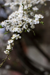 Cherry plum branches with white flowers and young leaves, spring concept.