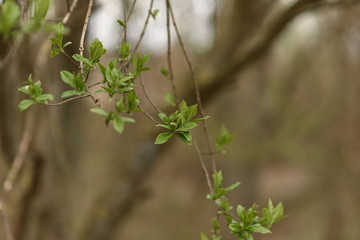 green grass in the morning