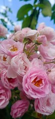 pink roses in a garden