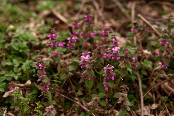 purple flowers in the garden