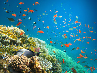Underwater world. Coral fishes of Red sea.