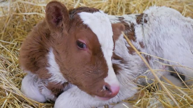 Calf in straw.A newborn calf lies in the straw and looks around. Close up