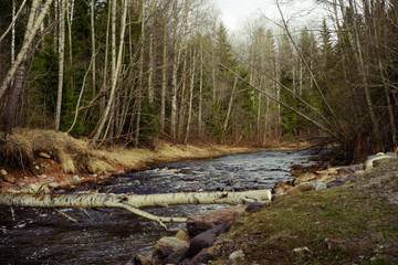  fast river in a forest with a fallen tree across