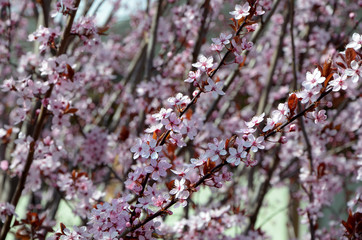 flowering peach branches  flowering fruit tree pink blossom 