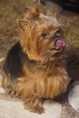 Cute Yorkshire Terrier dog 