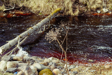  fast river in a forest with a fallen tree across